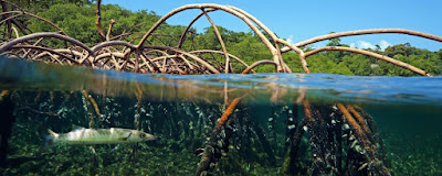 Viaje en kayak a Guadalupe: visita a los manglares