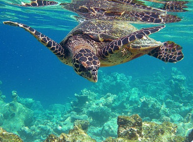 ¿El archipiélago de las Bahamas es parte del Caribe? ¿El archipiélago de las Bahamas es parte del Caribe?